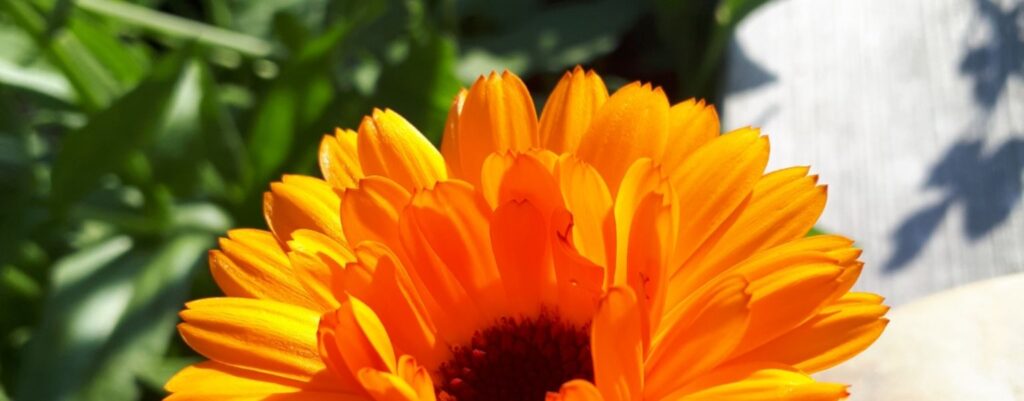 Ringelblume